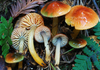 Parrot Mushroom - Photo (c) Christian Schwarz, some rights reserved (CC BY-NC), uploaded by Christian Schwarz