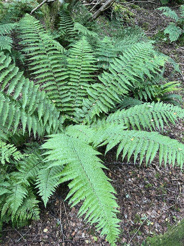 Image of Dryopteris cambrensis by (c) Sean Hartnett, some rights reserved (CC BY)