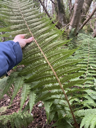 Image of Dryopteris cambrensis by (c) Sean Hartnett, some rights reserved (CC BY)
