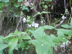 Veronica urticifolia