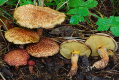 Suillus spraguei image