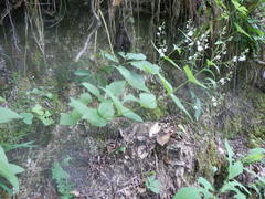 Veronica urticifolia