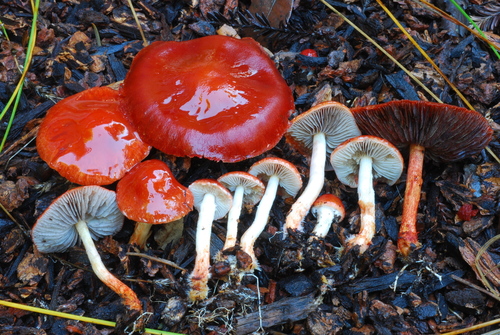 Leratiomyces ceres (Cooke & Massee) Spooner & Bridge
