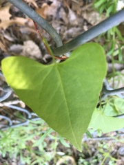 Fallopia cilinodis