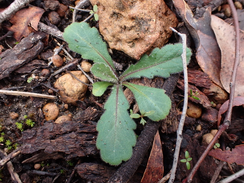 Image of Lagenophora huegelii by (c) Nina Kerr, some rights reserved (CC BY)