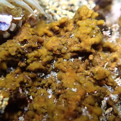 Hapterophycus canaliculatus