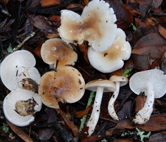 Hygrophorus roseobrunneus image