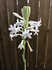 Polianthes tuberosa