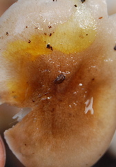 Hygrophorus roseobrunneus image