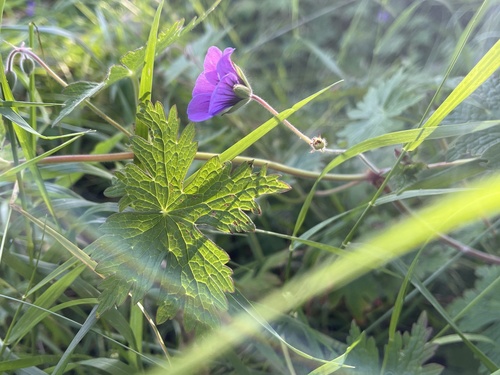 Image of Geranium psilostemon by (c) Sean Hartnett, some rights reserved (CC BY)
