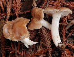 Hygrocybe colemanniana image