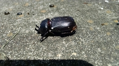 Phileurus truncatus