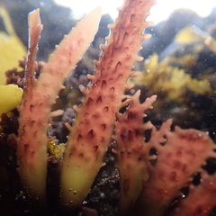 Chondracanthus spinosus