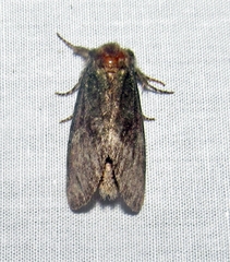 Misogada unicolor