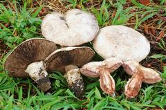 Agaricus bernardii image