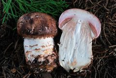 Agaricus pattersonae image