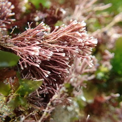 Jania verrucosa