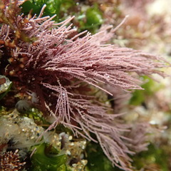 Lithothrix aspergillum