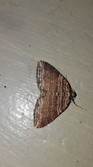 Anticlea multiferata