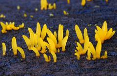 Calocera cornea image