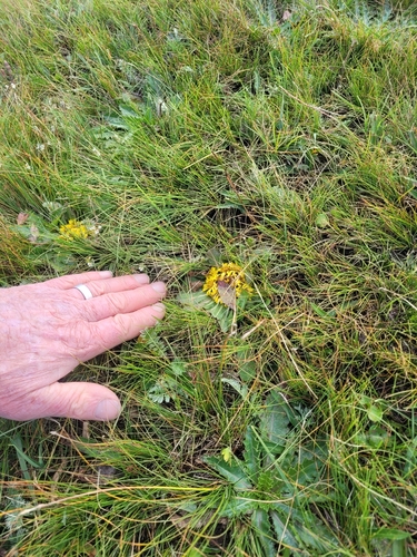 Image of Inula rhizocephala by (c) Brett Sandford, some rights reserved (CC BY)