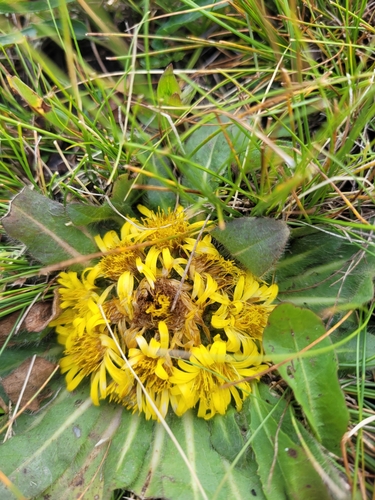 Image of Inula rhizocephala by (c) Brett Sandford, some rights reserved (CC BY)
