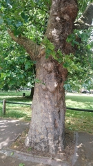 Platanus × hispanica