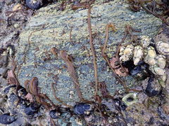 Nemalion elminthoides