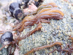 Nemalion elminthoides