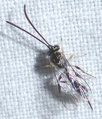 Brachycyrtus ornatus