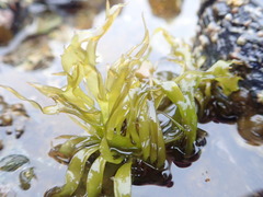 Mazzaella affinis
