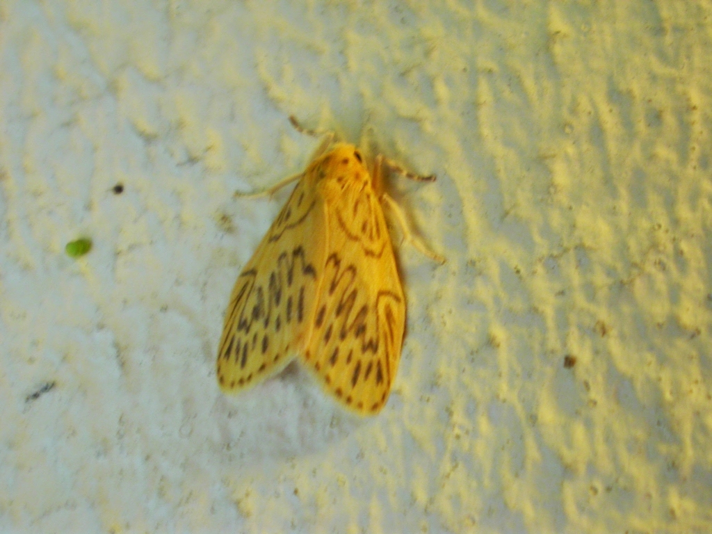 Miltochrista mesilaulinea
