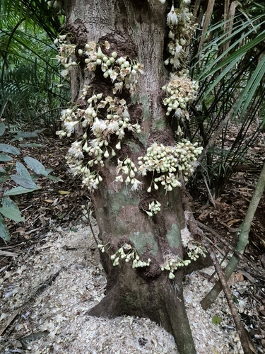 Syzygium cormiflorum (F.Muell.) B.Hyland