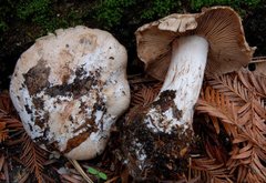 Cortinarius regalis image