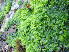 Ulva californica