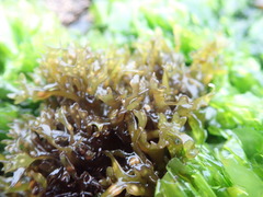 Mazzaella affinis