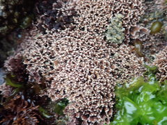 Corallina pinnatifolia