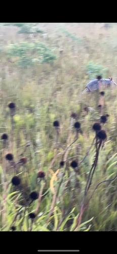 Mexican Long-nosed Armadillo, Scranton, IA, US, photo 9 of 10