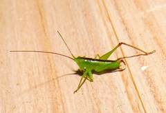 Conocephalus strictus