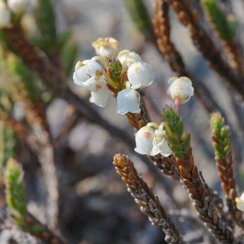 杜鵑花科 Ericaceae岩須屬 Cassiope