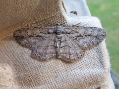 Iridopsis vellivolata