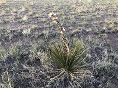 Yucca baileyi