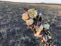 Yucca baileyi