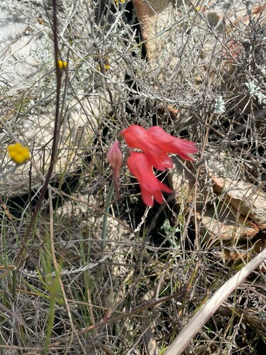 Cyrtanthus staadensis
