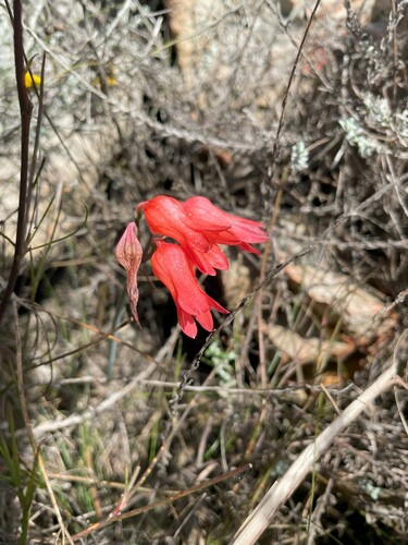 Cyrtanthus staadensis