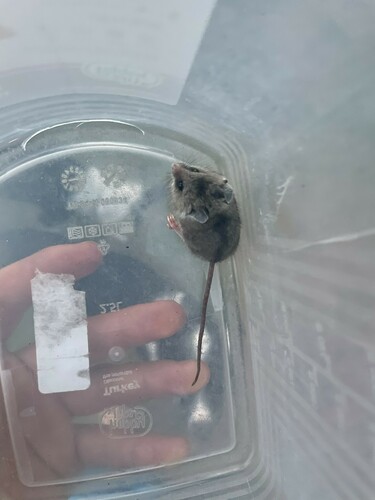 Gray Climbing Mouse