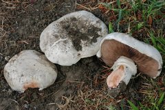 Agaricus bernardii image