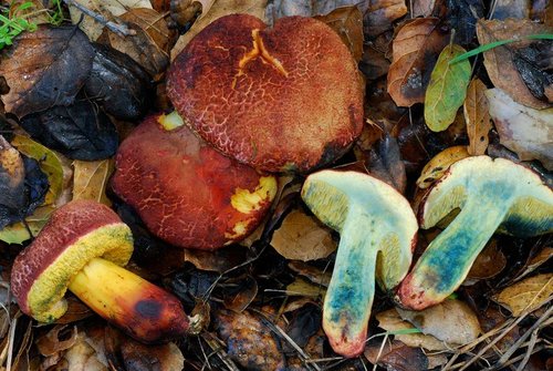 oak-loving bolete