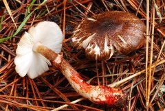 Lepiota flammeotincta image