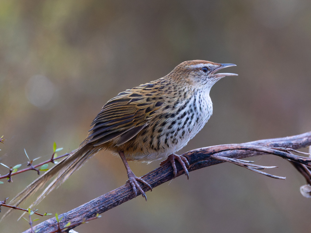 Grassbirds and Allies